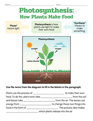Photosynthesis: How Plants Make Food