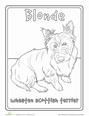 Wheaten Scottish Terrier