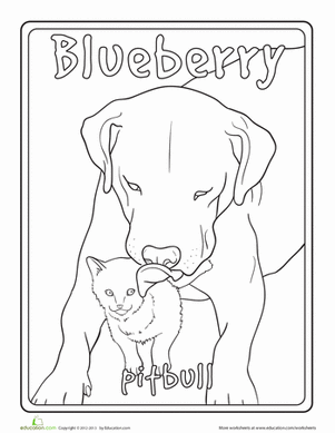 Pitbull and Kitty