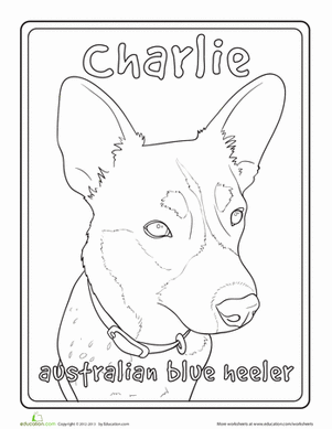 Australian Blue Heeler
