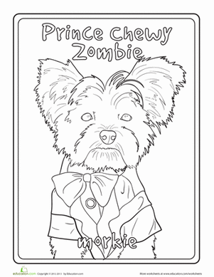 Maltese Yorkie Mix