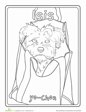 Yorkie Bichon Mix