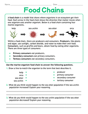 Food Chains