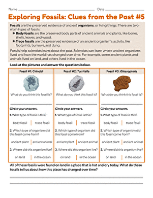 Exploring Fossils: Clues from the Past #5