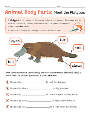 Animal Body Parts: Meet the Platypus
