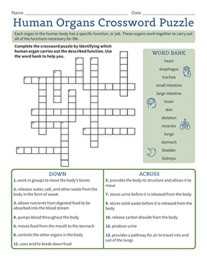 Human Organs Crossword Puzzle