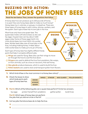 Buzzing Into Action: The Jobs of Honey Bees