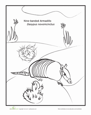 Nine-Banded Armadillo