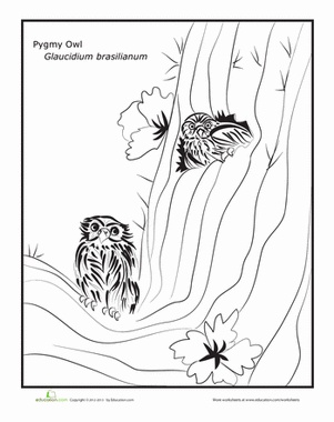 Pygmy Owl
