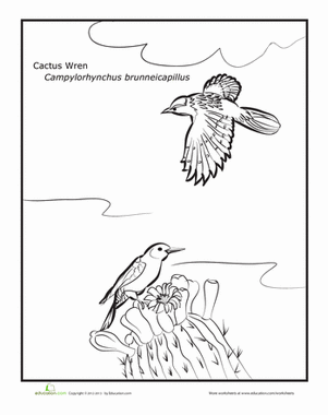 Cactus Wrens