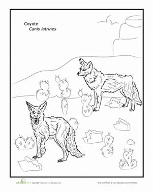 Coyote