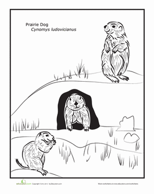 Prairie Dog