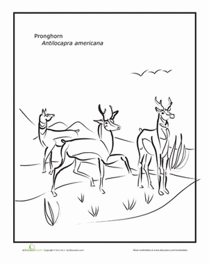 Pronghorn