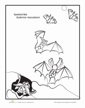 Spotted Bat