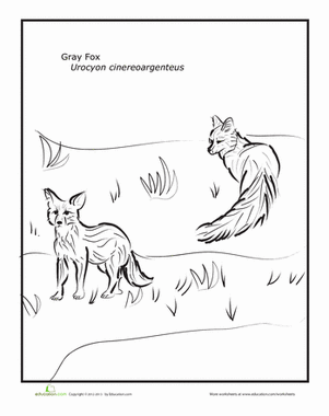 Gray Fox