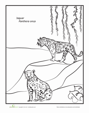 American Jaguar