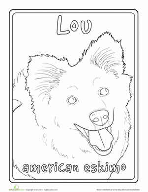 American Eskimo Dog