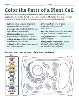 Color the Parts of a Plant Cell