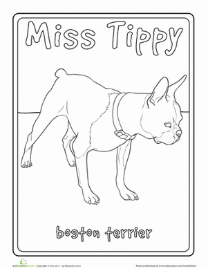 Boston Terrier Coloring Page