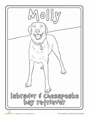 Chesapeake Bay Retriever Lab Mix