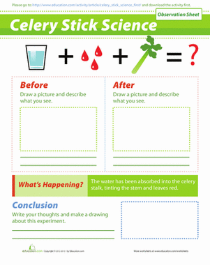 Celery Experiment