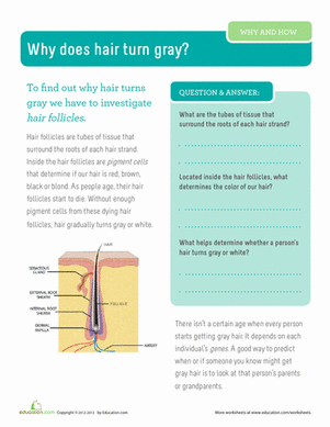 Why Does Hair Turn Gray?