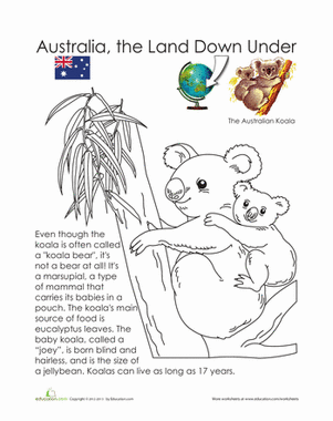 Koala