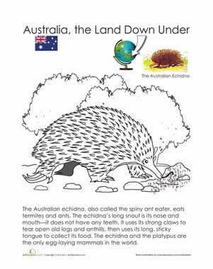 Echidna