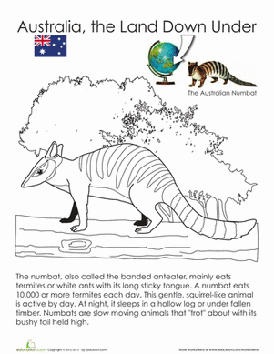 Numbat