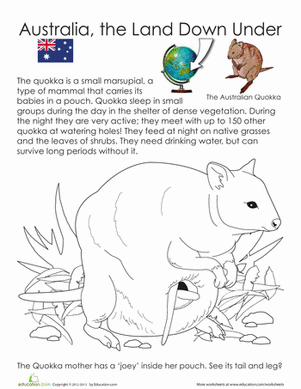 Quokka