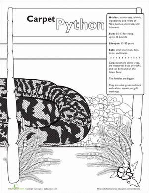 Carpet Python