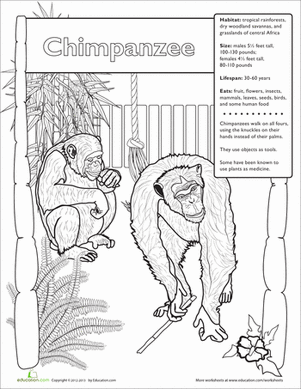 Chimpanzee