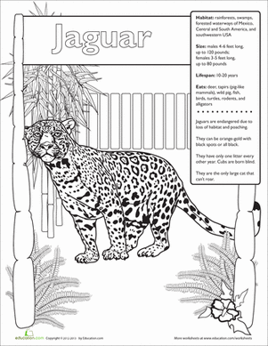 Jaguar