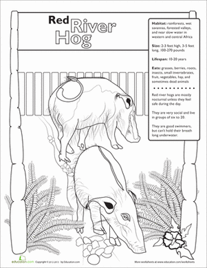 Red River Hog
