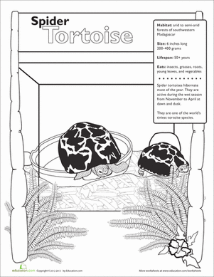 Spider Tortoise