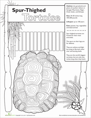 Spur-Thighed Tortoise