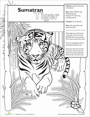 Sumatran Tiger