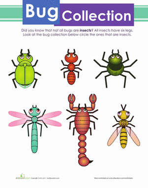 Bug Collection