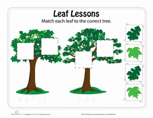 Types of Leaves