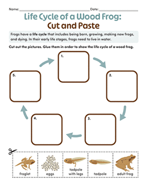 Life Cycle of a Wood Frog: Cut and Paste large image