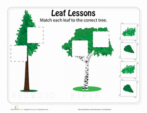 Matching Types of Leaves