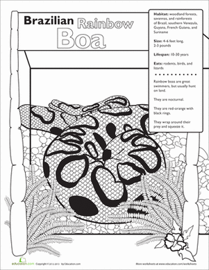 Brazilian Rainbow Boa