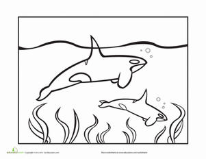 Orca Coloring Page