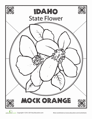 Idaho State Flower
