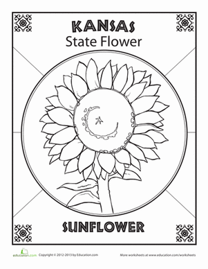 Kansas State Flower