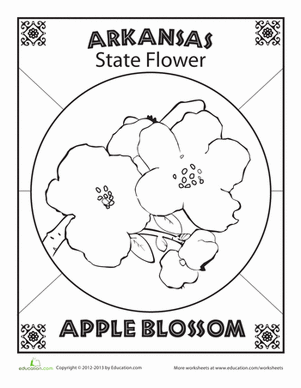 Arkansas State Flower Coloring Page