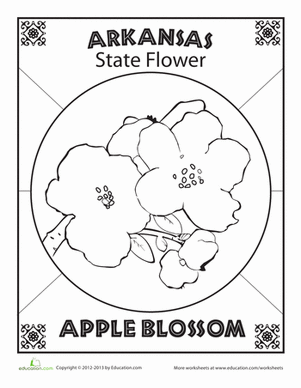 阿肯色州花着色页