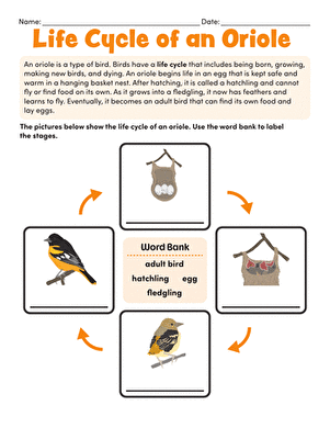 Life Cycle of an Oriole large image