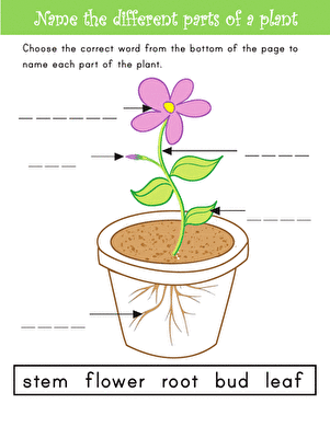 Name the Parts of a Plant large image
