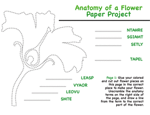 Anatomy of a Flower Paper Project large image